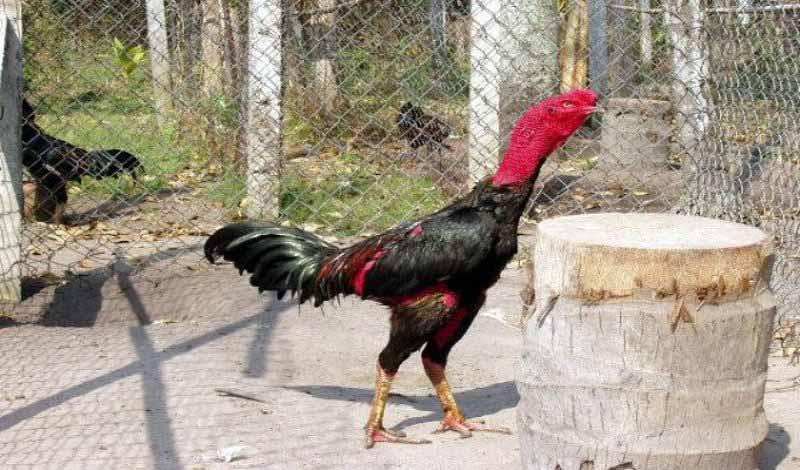 Cách nuôi gà đá bị tang chính xác nhất