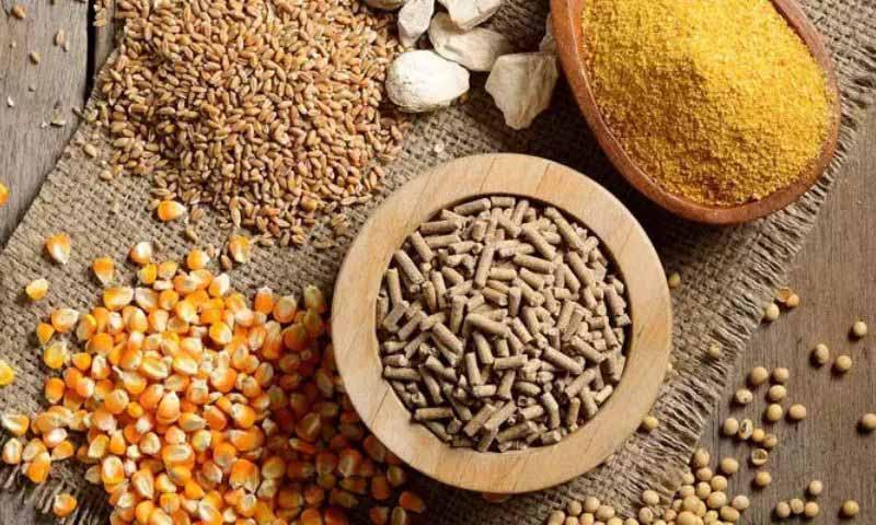 Chú ý vào thức ăn khi chăn nuôi gà đá cựa sắt