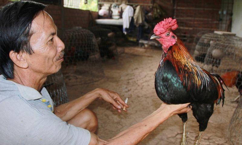 Chăm sóc gà cựa sau khi thi đấu xong