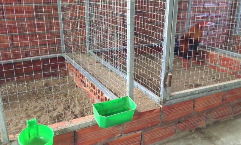 Chú ý chuồng trại khi nuôi gà đá cựa